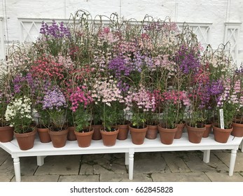 Flower display 