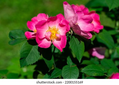 Flower of the dog-rose close up. (rosa canina)