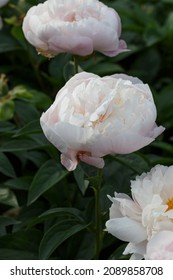 Flower  Double Lavender Pink Peony  Lavender Princess, Blooming Paeonia Lactiflora  In Summer Garden On Natural Blurred  Green Background,  Closeup