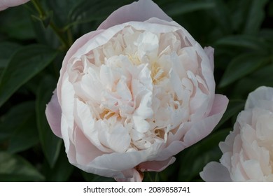 Flower  Double Lavender Pink Peony  Lavender Princess, Blooming Paeonia Lactiflora  In Summer Garden On Natural Blurred  Green Background,  Closeup