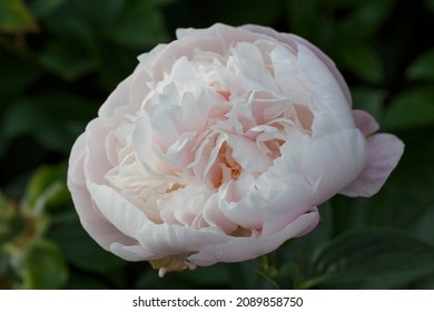 Flower  Double Lavender Pink Peony  Lavender Princess, Blooming Paeonia Lactiflora  In Summer Garden On Natural Blurred  Green Background,  Closeup