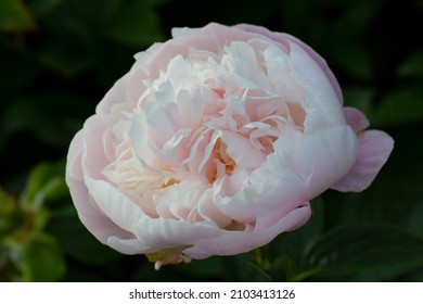 Flower  Double Lavender Pink Peony  Lavender Princess, Blooming Paeonia Lactiflora  In Summer Garden On Natural Blurred  Green Background,  Closeup