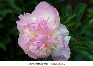 Flower double pink and creamy white peony Raspberry Sundae, blooming paeonia lactiflora in summer garden on natural blurred  green background,  closeup
