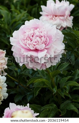 Flower double  pink peony Elise Renault , blooming paeonia lactiflora in summer garden on natural blurred  green background,  closeup