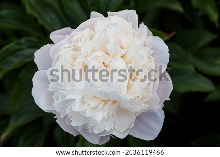 Flower double white blush peony Vogue, blooming paeonia lactiflora  in summer garden on natural blurred  green background,  closeup