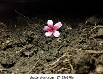 A flower dropped on the ground 