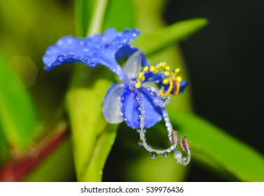 flower and drops