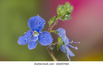 flower with drops