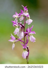 Flower. The Early Purple Orchid (Orchis mascula) is a spring-bloom wildflower characterized by its dense, cone-shaped clusters of dark purple flowers on a tall spike and has glossy dark green leaves.