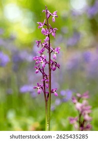 Flower. The Early Purple Orchid (Orchis mascula) is a spring-bloom wildflower characterized by its dense, cone-shaped clusters of dark purple flowers on a tall spike and has glossy dark green leaves.