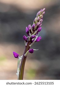 Flower. The Early Purple Orchid (Orchis mascula) is a spring-bloom wildflower characterized by its dense, cone-shaped clusters of dark purple flowers on a tall spike and has glossy dark green leaves.