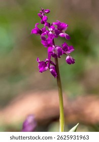 Flower. The Early Purple Orchid (Orchis mascula) is a spring-bloom wildflower characterized by its dense, cone-shaped clusters of dark purple flowers on a tall spike and has glossy dark green leaves.
