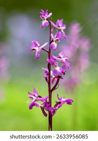 Flower. The Early Purple Orchid (Orchis mascula) is a spring-bloom wildflower characterized by its dense, cone-shaped clusters of dark purple flowers on a tall spike and has glossy dark green leaves.