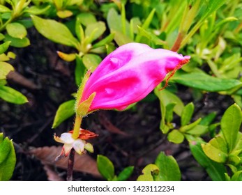 A Flower In Its Early Stage Of Blooming. The Photo Was Taken On The Sidewalk In Kyushu University Ito Campus, Fukuoka, Japan, Where Lots Of Bushes With Beautiful Flowers Bloom In Spring.