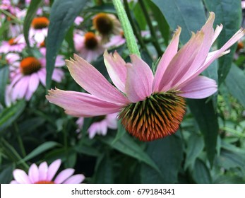 flower, echinecea