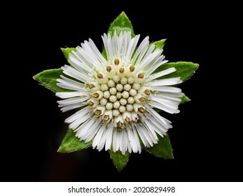 Flower of Eclipta Alba, Eclipta Prostrata or Bhringraj, also known as False Daisy, isolated on dark background, herbal medicinal plant effective in Ayurvedic medicine.