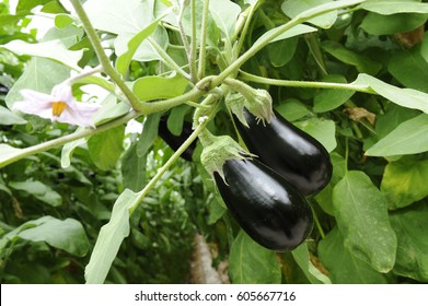 flower eggplant - Powered by Shutterstock