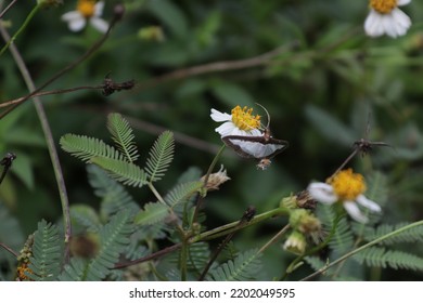 Flower End Butterfly Jayapura Indonesia