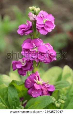 Flower Erysimum 'Bowles Mauve' Purple