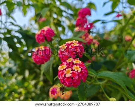 Flower especially found in forest