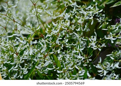 Flower of Euphorbia hybrid 'Diamond Frost' close up - Powered by Shutterstock