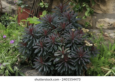 Flower Euphorbia ‘Miner’s Merlot’ in nature