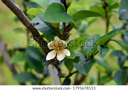 flower of evergreen ornamental 
 plant, banana shrub or port wine magnolia