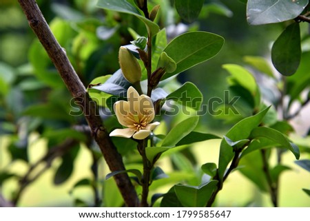 flower of evergreen ornamental 
 plant, banana shrub or port wine magnolia