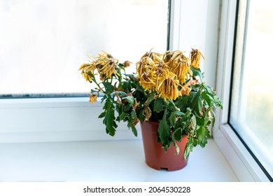 The flower fades. The houseplant has withered. Dry flower in a pot on the window, windowsill. High quality photo - Shutterstock ID 2064530228