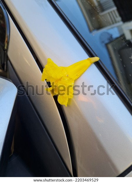 Flower falls on the car\
making it dirty