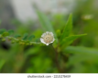 Flower False Daisy False Daisy