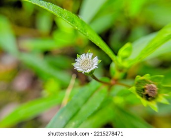 Flower False Daisy False Daisy