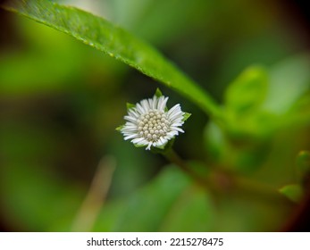 Flower False Daisy False Daisy