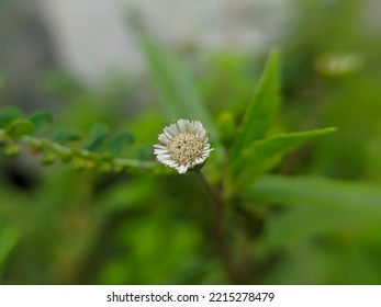 Flower False Daisy False Daisy