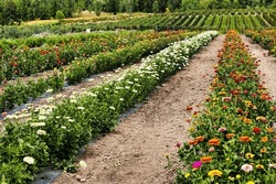 Flower Farm In Portland, Oregon.
