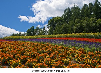 Flower Field