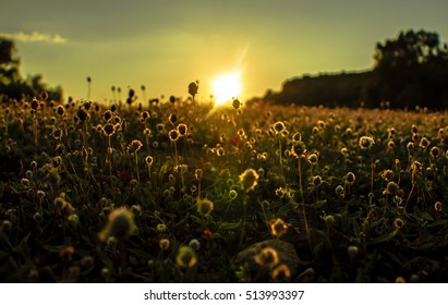Flower Field