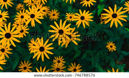 flower field