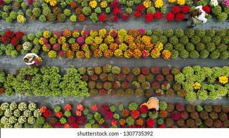 Flower Field From Above