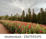 Flower field and everygreen trees