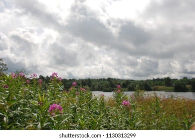 Beautiful Flowers Pink On Clouds Stock Photo 797549629 | Shutterstock