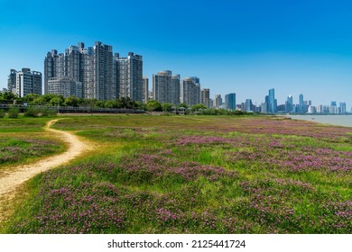 Flower Field In Park At City Center And Modern City