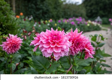 Flower field with pink Dahlias name Otto's Thrill - Shutterstock ID 1813730926