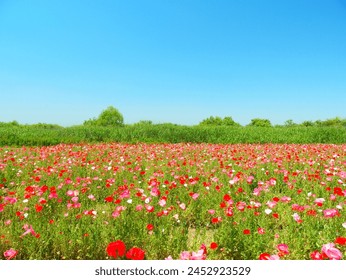 Flower field scenery on the Edogawa riverbed in early summer with poppies blooming - Powered by Shutterstock
