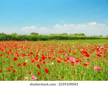 Flower field scenery on the Edogawa riverbed in early summer with poppies blooming - Powered by Shutterstock