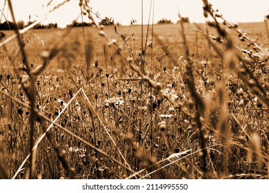 Flower field sepia, summer (Harz, Wettelrode)