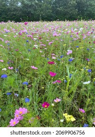 Flower Field In Southampton New York