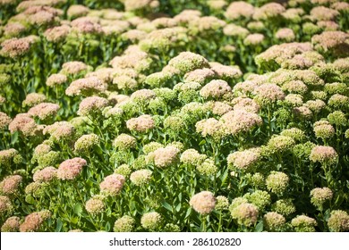 Flower, Field, Spring.