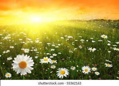 Flower field and sunset.