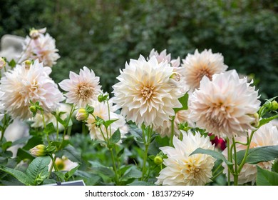Flower field with white red Dahlias name Cafe Au Lait Royal